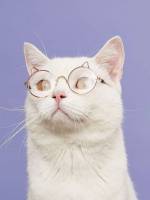   Pet Glasses 6559