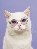   Pet Glasses 128