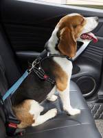   Graphic Pet Vehicle Accessories 2352