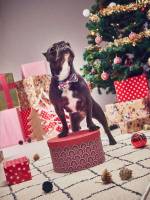   Christmas Pet Supplies 4245