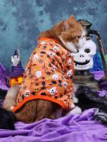  Halloween Multicolor Pet Supplies 4913