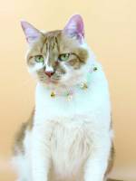   Pet Necklaces 1371