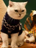   Pet Sweaters 9115