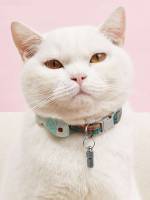  Silver  Pet ID Tags 5456