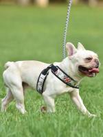  White Pet Collars, Leashes  Harnesses 2244