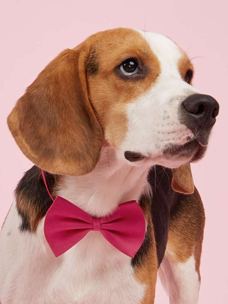 Hot Pink  Pet Bows  Ties 8257