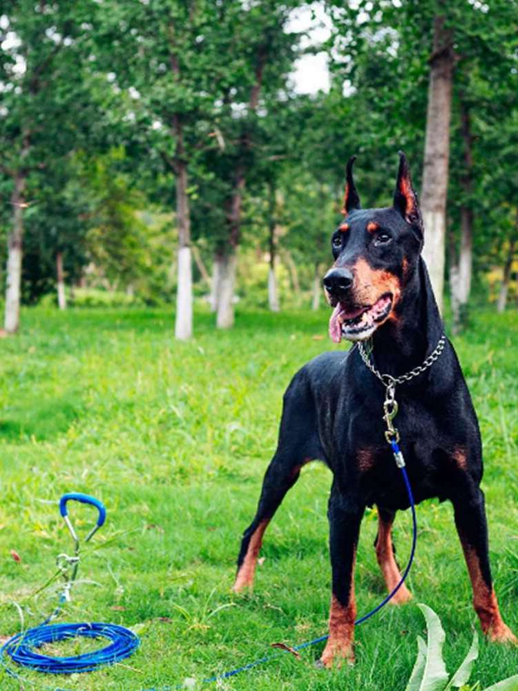  Multicolor  Pet Collars, Leashes  Harnesses 2078