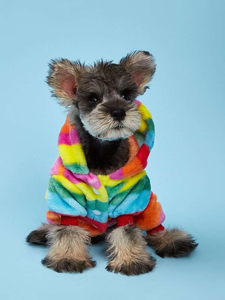   Rainbow Stripe Pet Clothing 5034