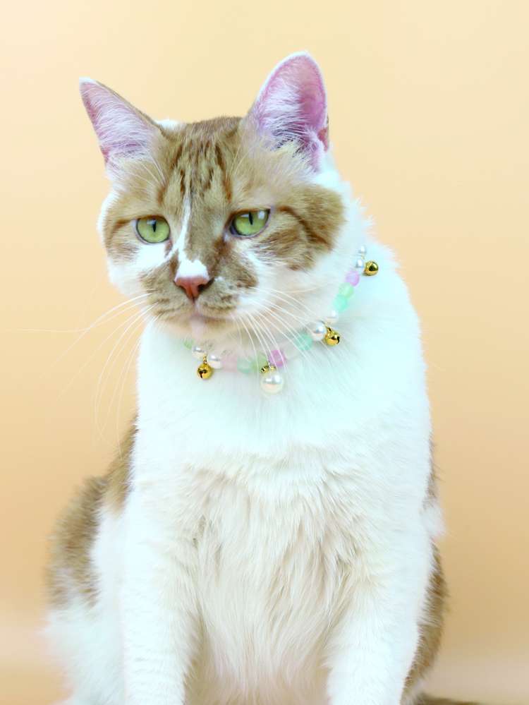   Pet Necklaces 1371