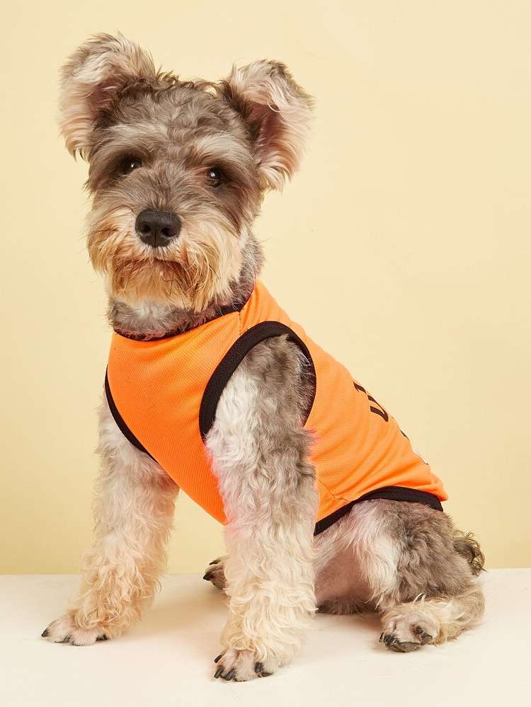 Orange  Pet Supplies 7832