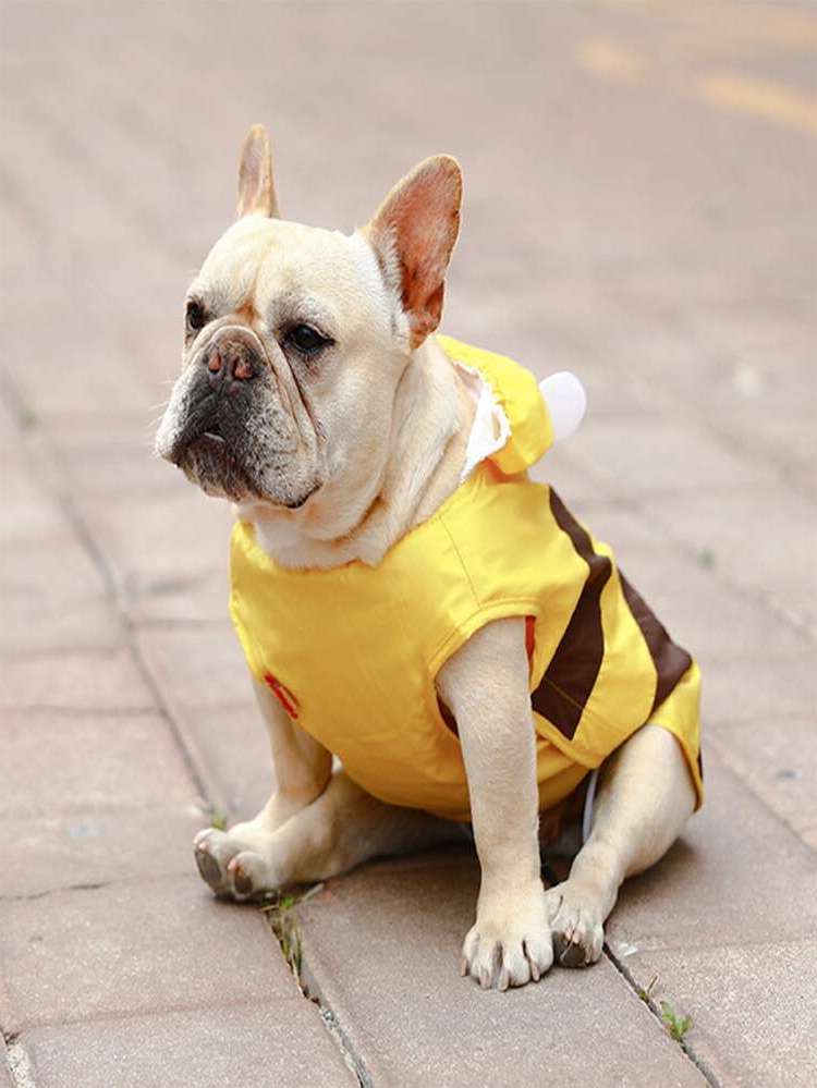   Yellow Pet Clothing 9972